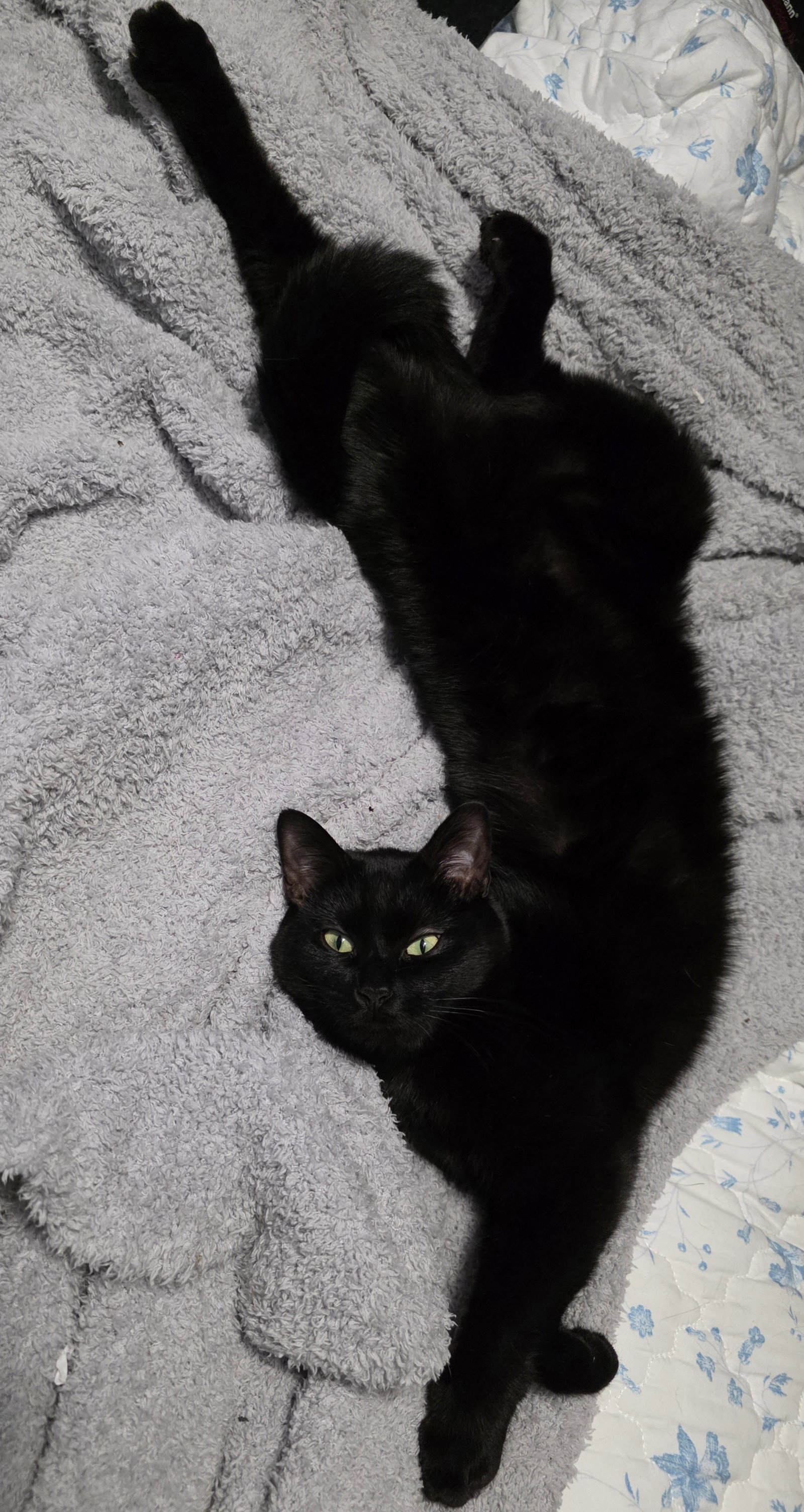 Sheba