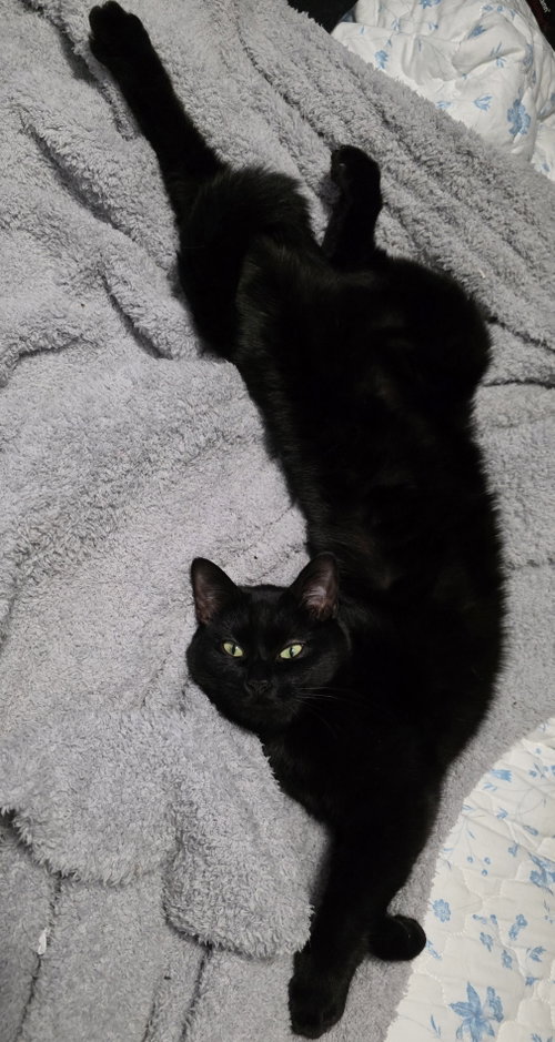 Sheba