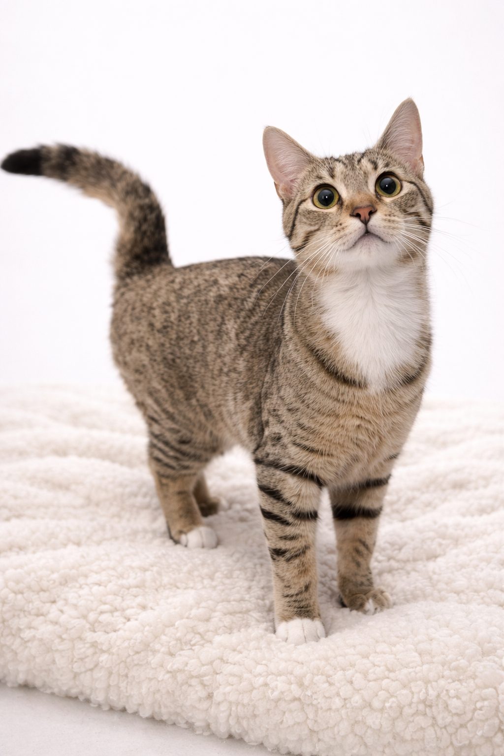 Basil