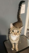 Basil