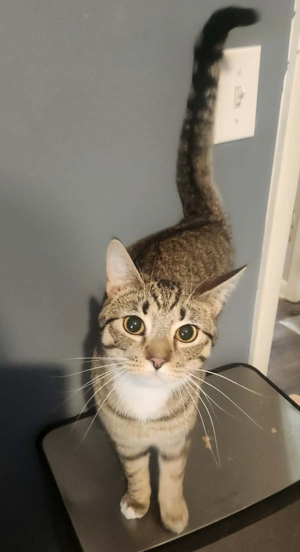 Basil