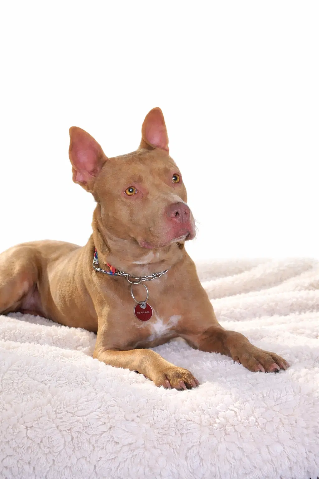 Nora - Pit Bull Terrier