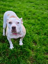 Nyla