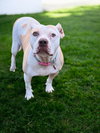 Nyla