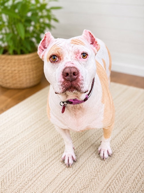 NYLA - Pit Bull Terrier available for adoption