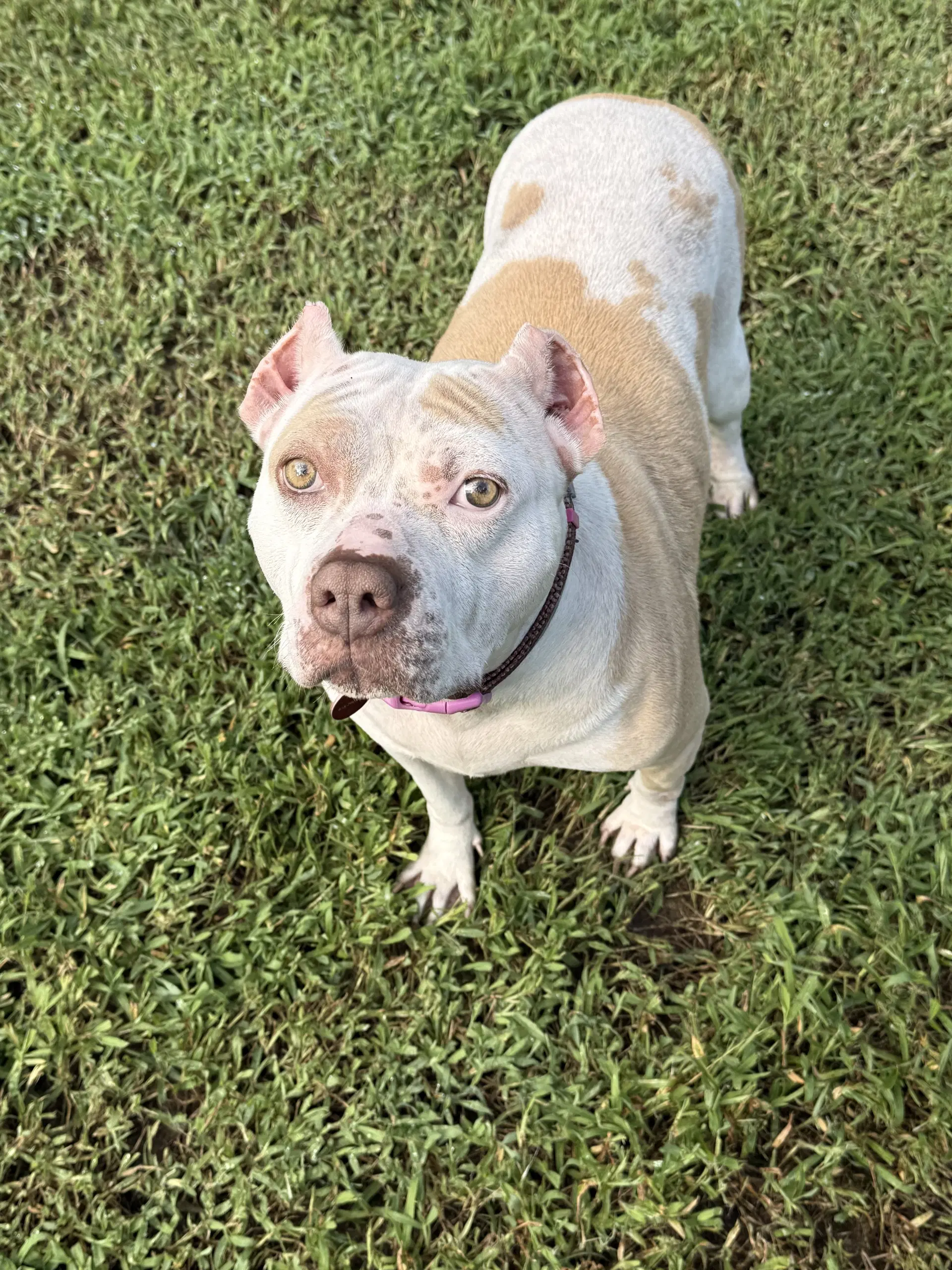 Nyla image 4