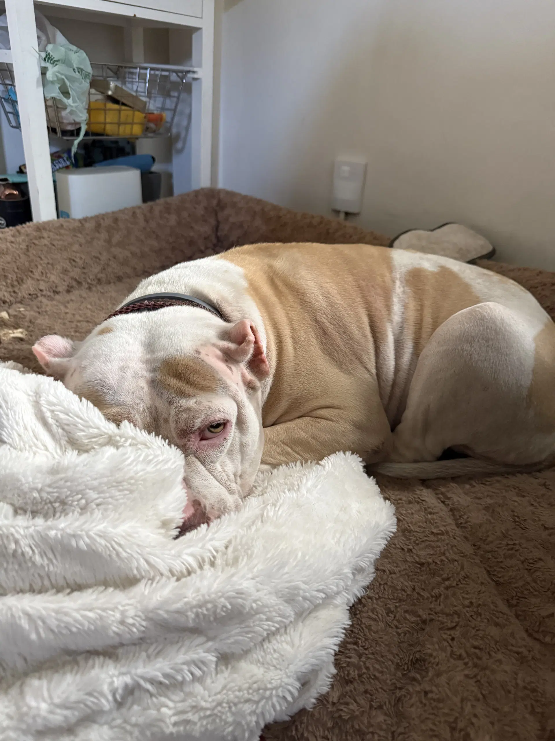 Nyla - Pit Bull Terrier
