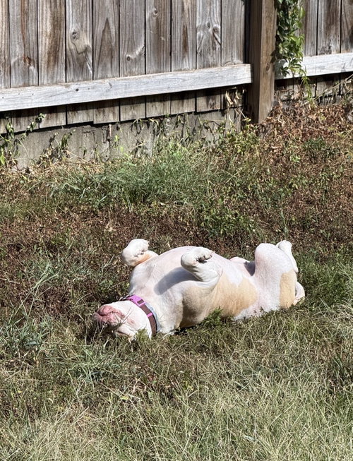 Photo 6 of Nyla