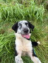 adoptable Dog in Nashville, TN named Houston
