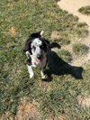 Charlie