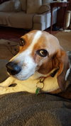 Bailey