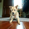 Penny Lane