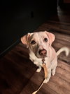 Lucille