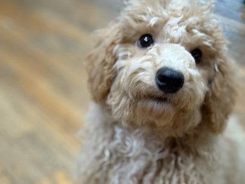 Whimzie
