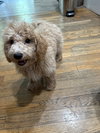 Whimzie