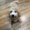 Whimzie