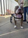 Zeus (Forever Foster)