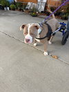 Zeus (Forever Foster)