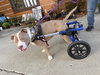 Zeus (Forever Foster)