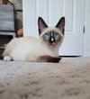 Obi Wan