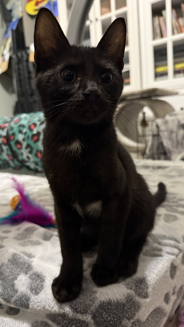 Rigby