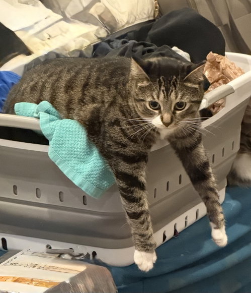 Avril, Young Domestic Short Hair / Mixed, cat for adoption in Murfreesboro, Tennessee