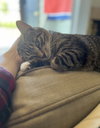 Ollie