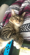 Ollie