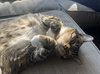 Ollie