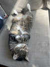 Ollie