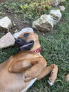 Baloo