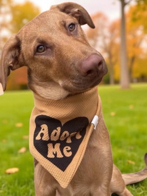 picture of the dog needing adoption