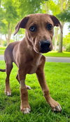 Mr.Brix