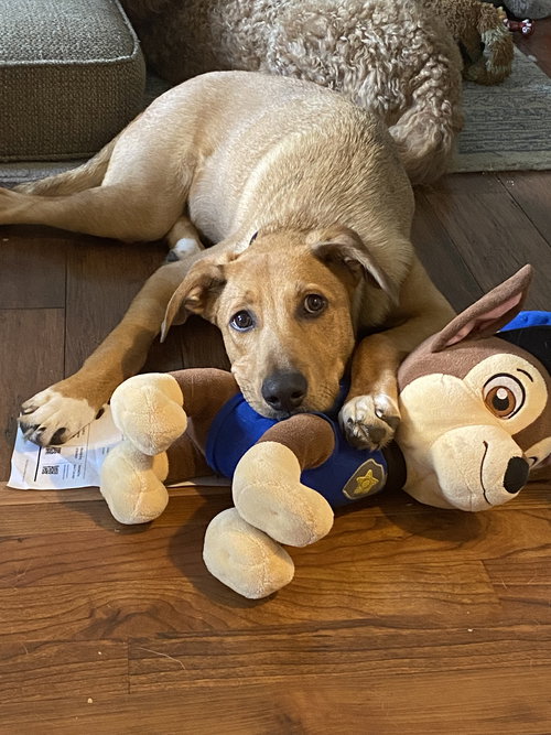 picture of the dog needing adoption