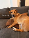 Bonnie