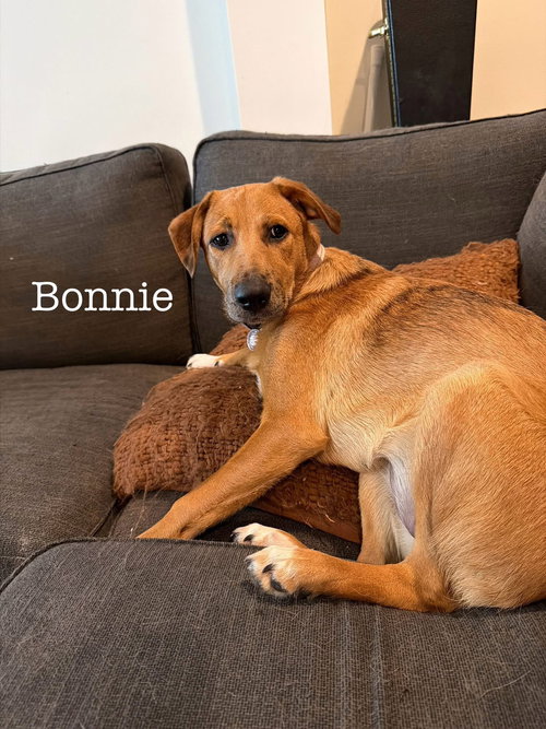 Bonnie