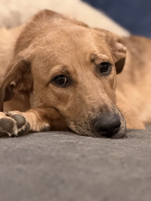 Bonnie