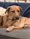 Bonnie