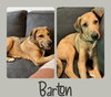Barton