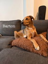 Barton