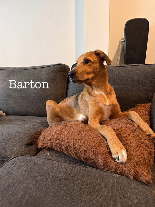 Barton