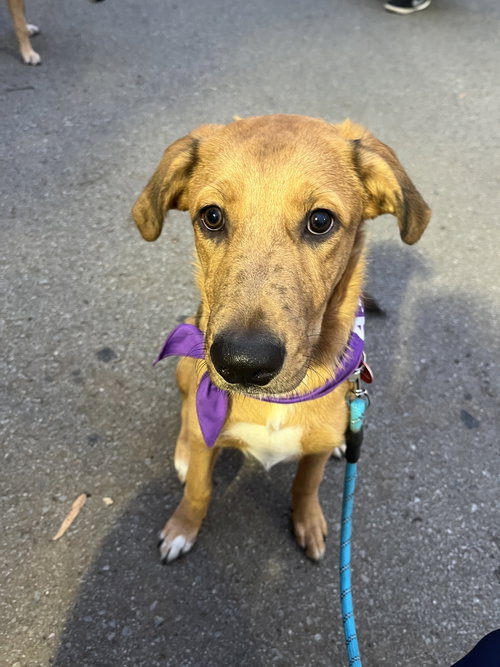 picture of the dog needing adoption