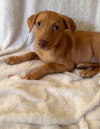 Bailey