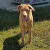 Bailey