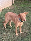Bailey