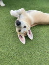 Frankie