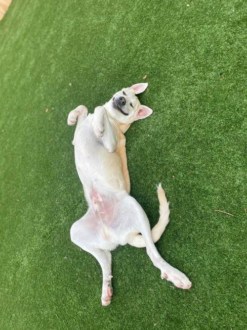 Frankie