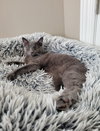 Pixel