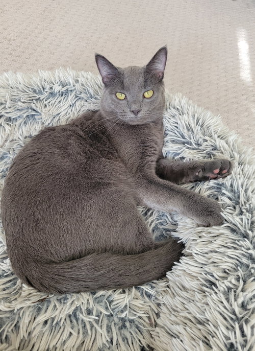 Pixel