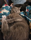Pixel